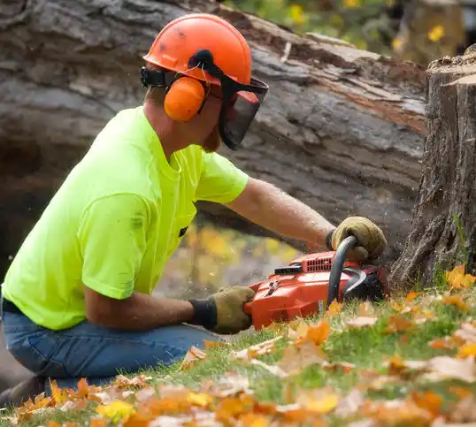 tree services Lochearn